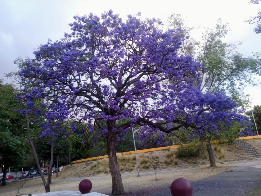 Jacaranda