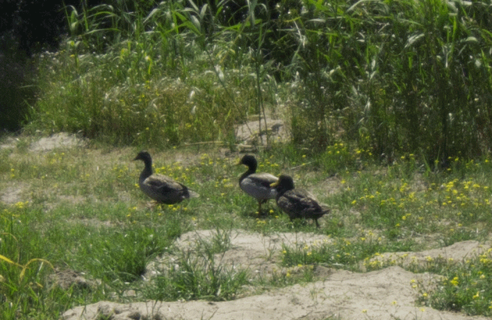 Mallards