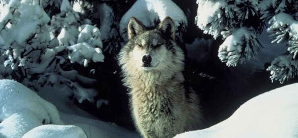 Lobo