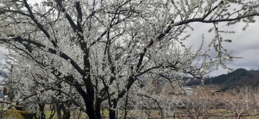 Blossoms! | Another Passionate Morning Bike Ride in The Mountains 
