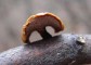 Nature - mushrooms