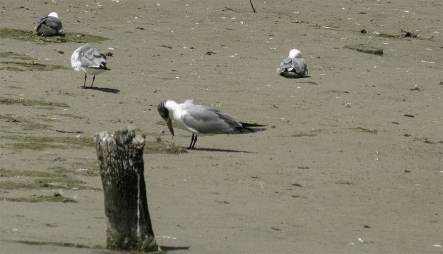 Tern