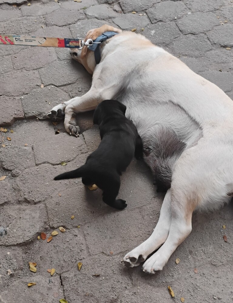 dogs pup pet foster Labrador
