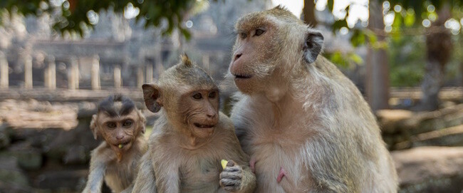 Chango viejo no aprende maroma nueva / Old monkey doesn't learn a new ...