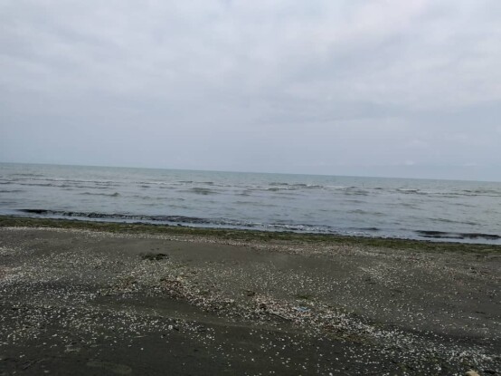 The Most Divine Seashell Beach I Could Find | North of Iran Nature