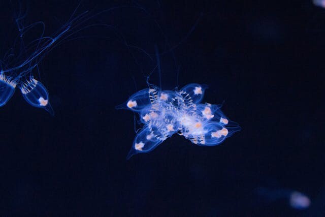 2e68b92a5e0ff9c907da732631fd554de25ab828324c1f9ddaae93f358646a0a.jpg