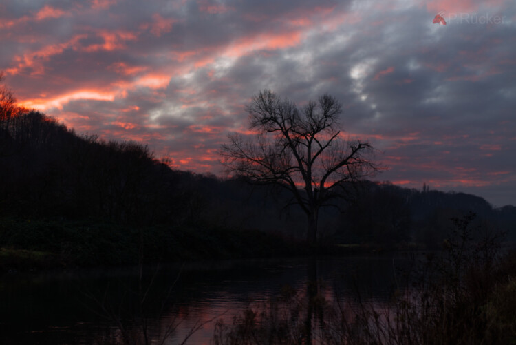 Tree on the river