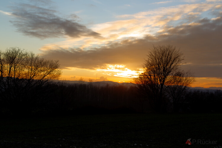 Tree before the sun