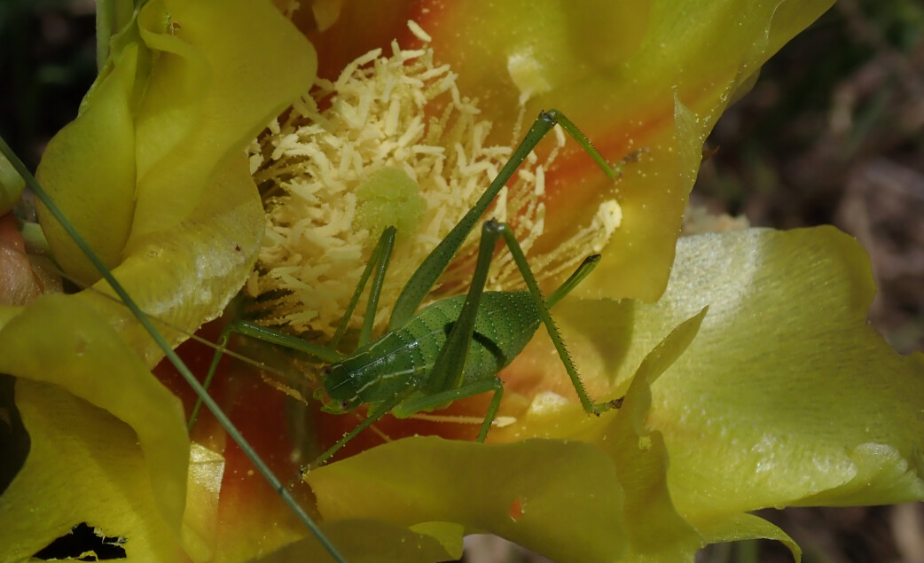 green bug in yellow flower macro