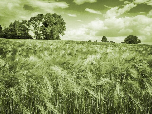 a field of crops