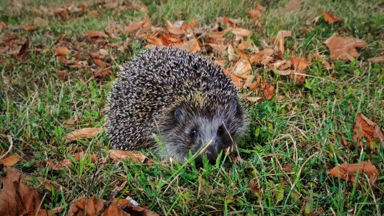 Randomly met hedgehog