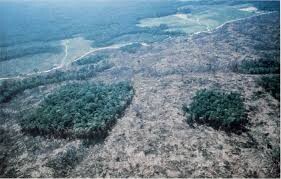 Deforestation