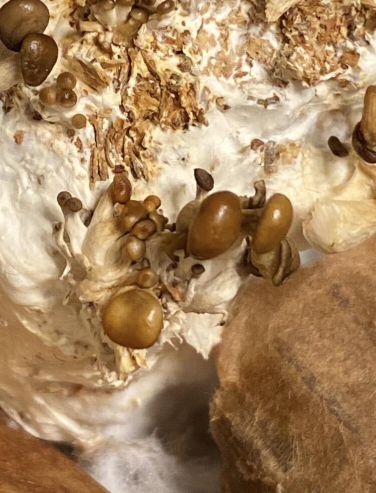 Old fruit