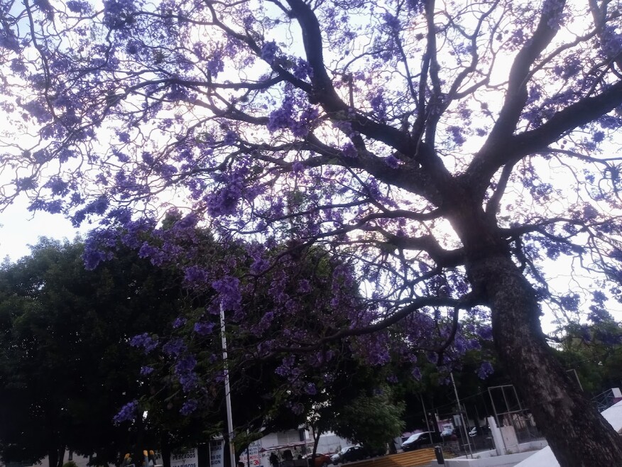 Jacaranda