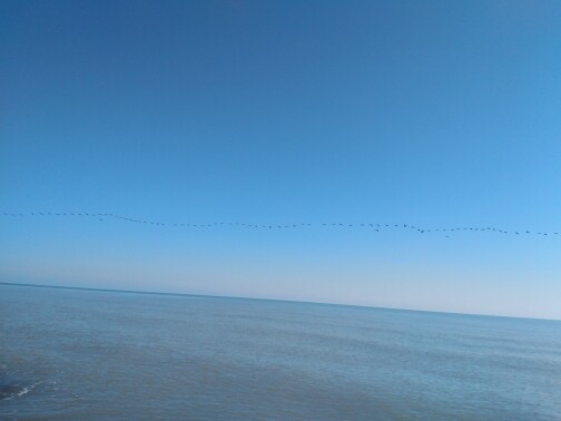 The Story of Cycling | As Migratory Birds Fly Over The Endless azure