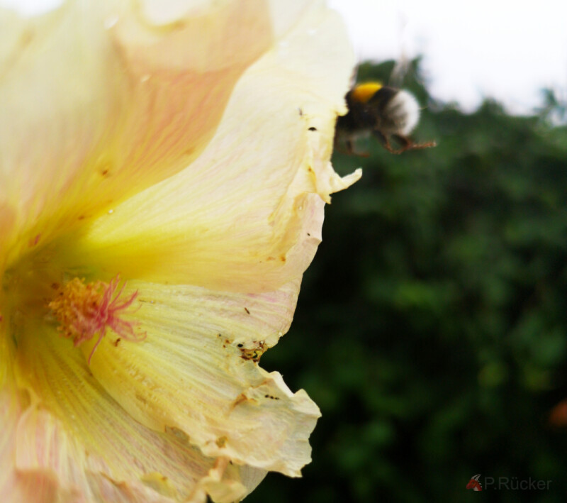 flying bumblebee