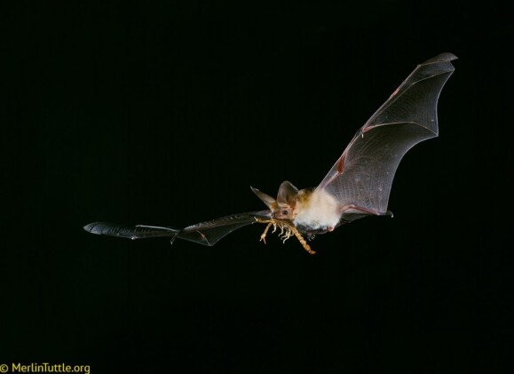Bat
