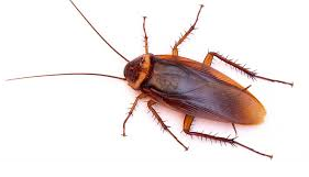 cockroach