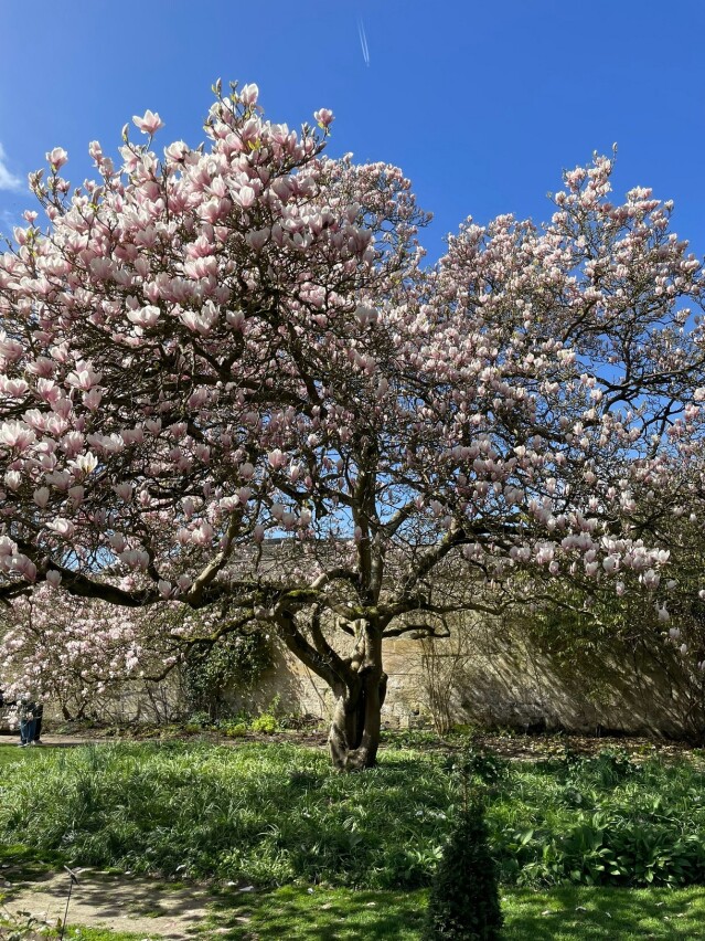 Magnolia blossoms