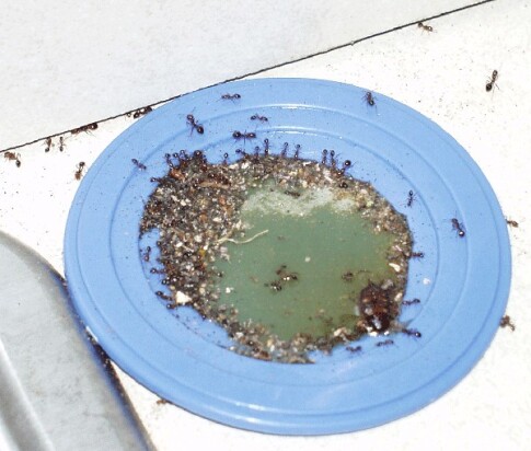 ants killed by aspartame-honey bait