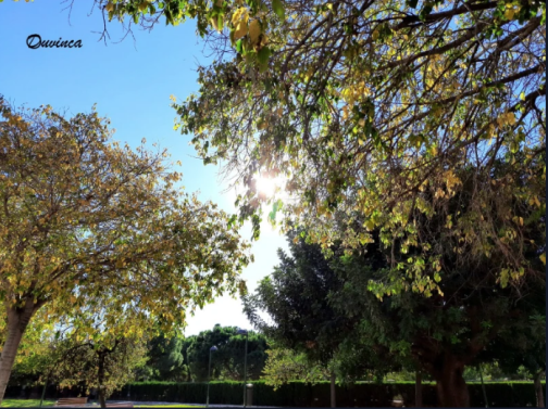 sun trees