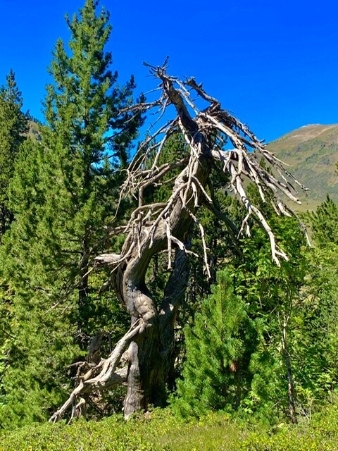 Old tree