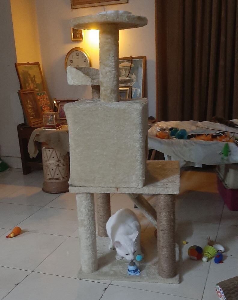 cat pet photo fun caturday