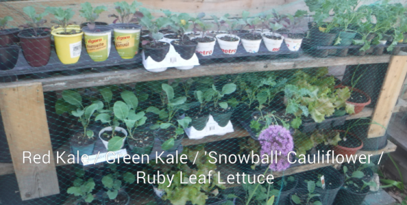 Kale Cauliflower Lettuce