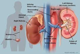 The Kidneys