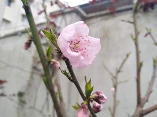 After All These Years, I Just Realized What My Favorite Flower Is!!!