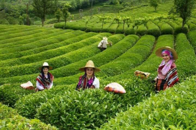 tea