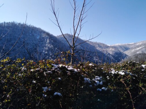 Blossoms! | Another Passionate Morning Bike Ride in The Mountains 