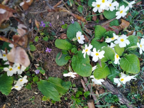 After All These Years, I Just Realized What My Favorite Flower Is!!!