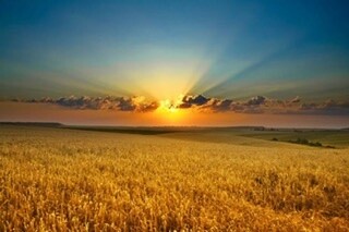 Brilliant yellow sunrise over a golden wheat field.