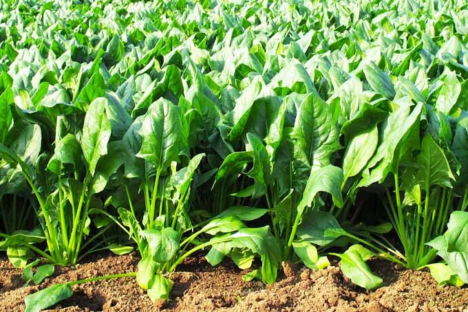 Spinach