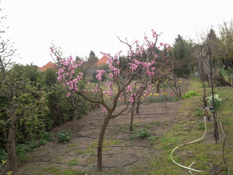 Peach tree Fertillia Morettini April