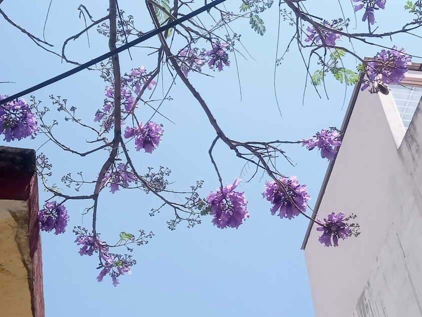 Jacaranda