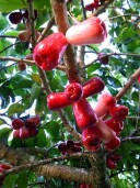 Hawai'i Grown Mountain Apple