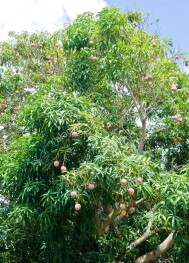 Mango Trees Hawai'i Backyard