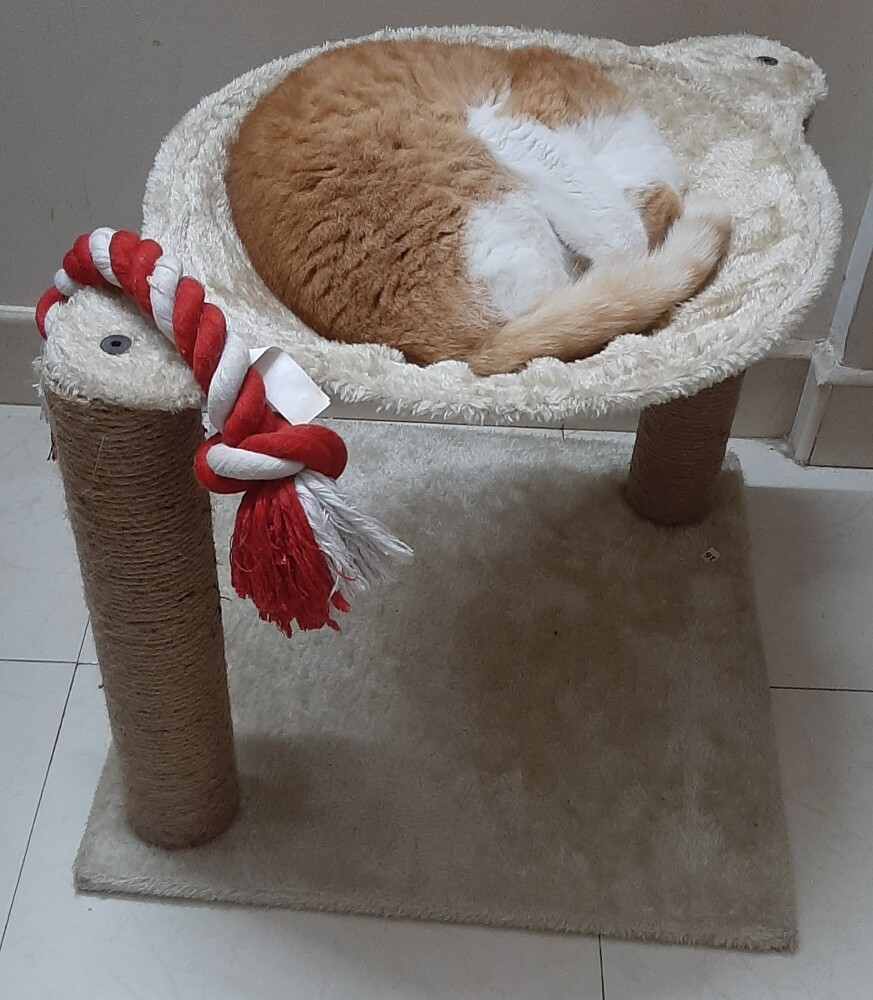 cat garu pet caturday