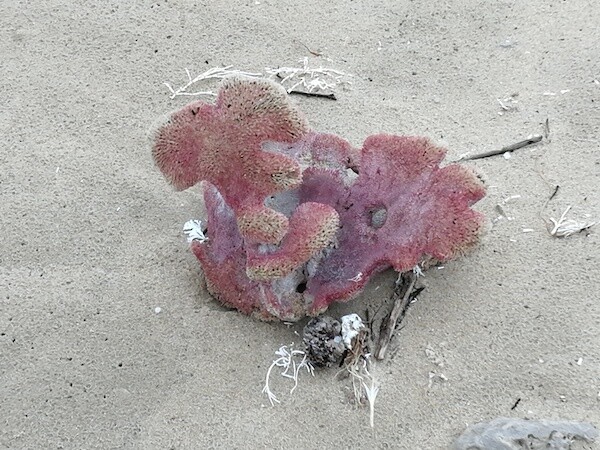 beach coral