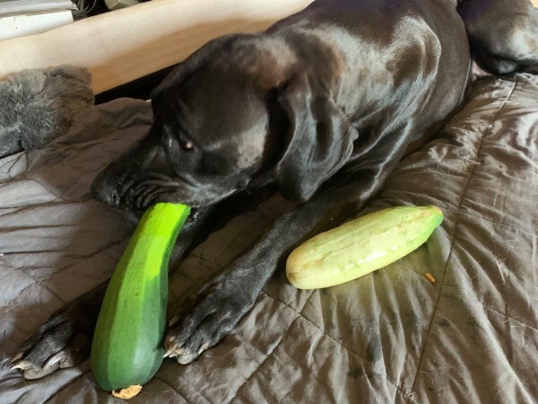 Wen eating her Zuchinni