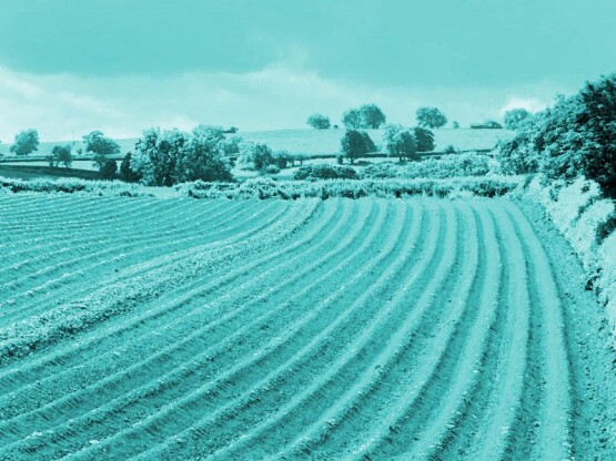 a ploughed field