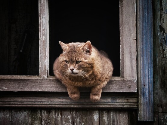 Community of fans of shooting on a smartphone. THIRTY-SEVENTH selection