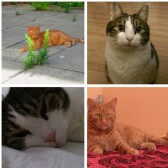 My Cats - Meine Katzen