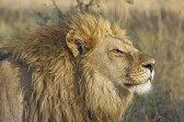 The Lion Strategy