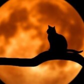 Catontherun