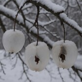 Ghost_apple