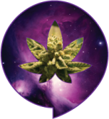 Cannabis