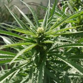 My outdoor grow diary